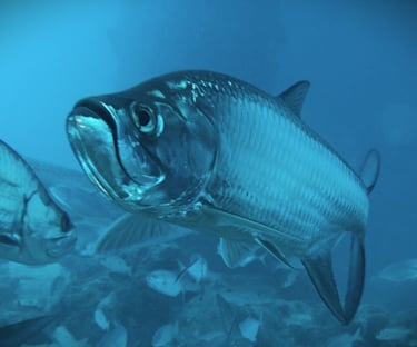 Close-up of a tarpon, showing its large eye, upturned mouth, and distinctive silver scales