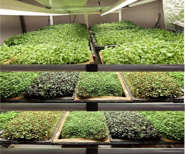 a picture of Early Greens microgreens nursery  produce