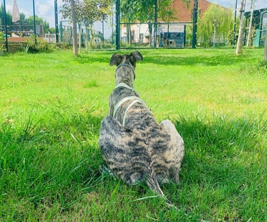 Perros tumbado sereno en centro de bienestar Kanyini