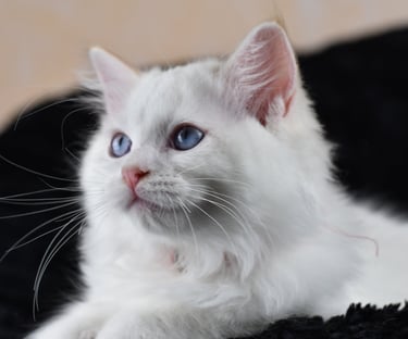 Willoo des Dolls de Mitilo