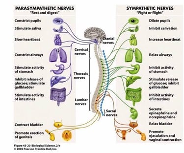 Vetrivel Health center best chiropractic and varamam theraphy 