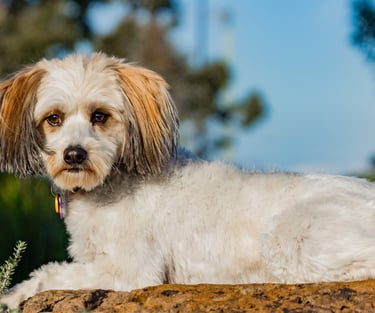 Cute Tibetan Terrior x in drop command