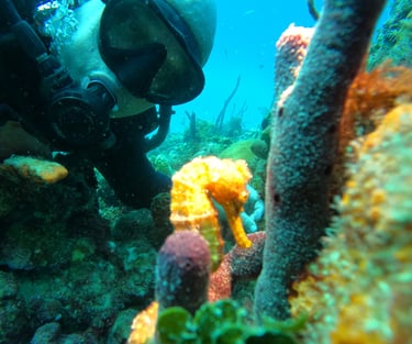 Buceo en isla Catalina con caballito del mar