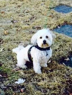 white maltipoo standing in the field