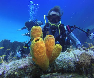 Buceo en arrecife en Punta Cana