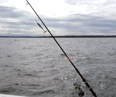 Jigging for sea bass