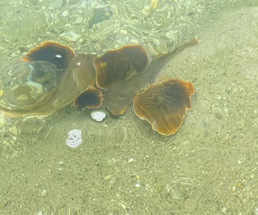 sea robin on the fly