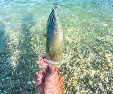 releasing a striped bass