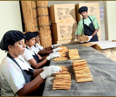 monreve ceylon - ceylon cinnamon- export-sri lanka