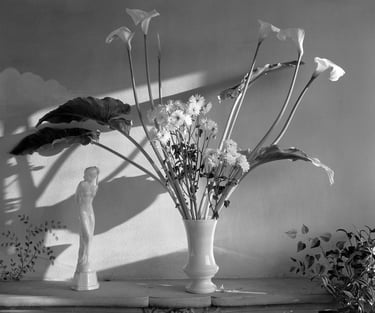Feuilles d'Arôme et Marguerites Négatif 4x5 Tri_X Diaminophénol