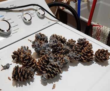 Pine cones removed from the dryer exhaust vent
