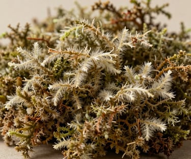 A serene marimo moss ball resting in a minimalist glass bowl with soft cream background.
