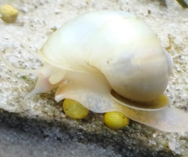 Coral and Sunrise Mystery Snails - Shell & Fin Warm Spectrum Collection