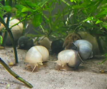 Gilded Series Mystery Snails with gold banding - Shell & Fin Studio Line