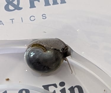Sky-Blue Mystery Snails with matching foot pigment - Shell & Fin Sky Collection
