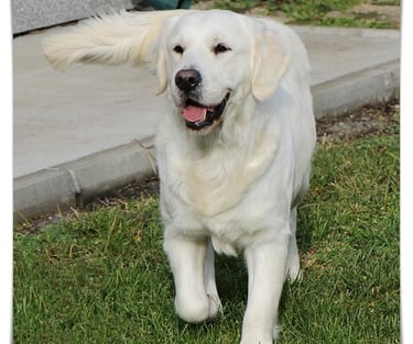 Sleepysong Kennel Goldens DAM Female dog