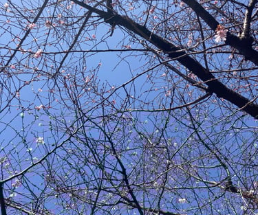cherry blossom tree in japan