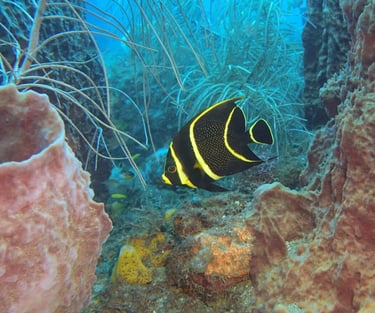 French angelfish displaying the striking yellow-and-black coloration of its juvenile phase