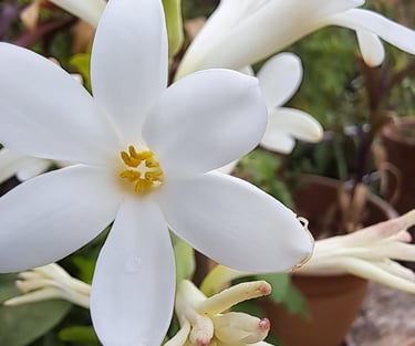 Kom tot volle bloei met Advaita Vedanta
