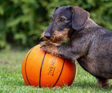 Loena, een ruwhaar teckel