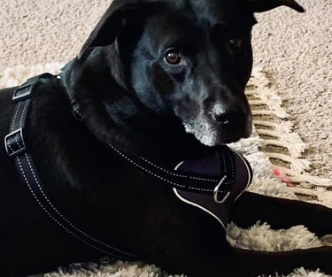 dallas cbd dog cats
