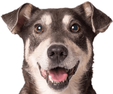 dog happy internet pic