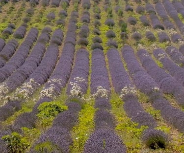 lavande dans le Luberon