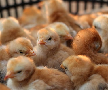 Avicultura granja pintinhos