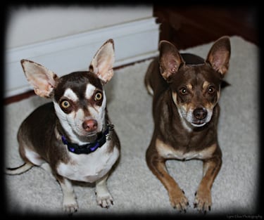 two Chihuahua Rescue Dog tan and white