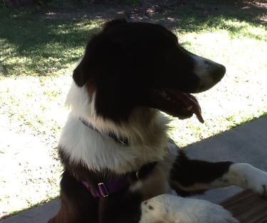 Young Border Collie Black and White 