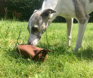 un whippet qui renifle un objet