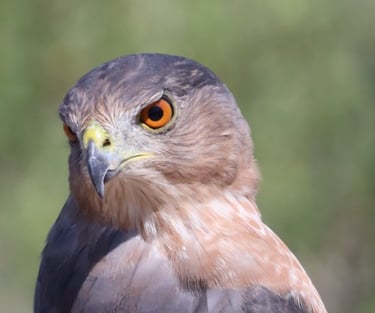 This is the Cooper's Hawk that sparked my interest in birding.