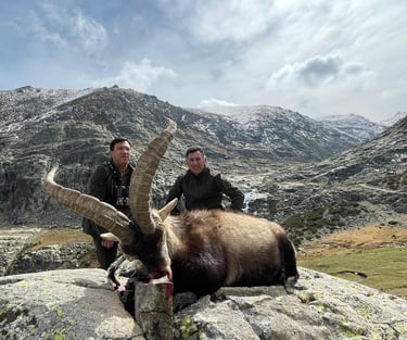 Caza de Macho Montés en sierra de Gredos con SERCAZA