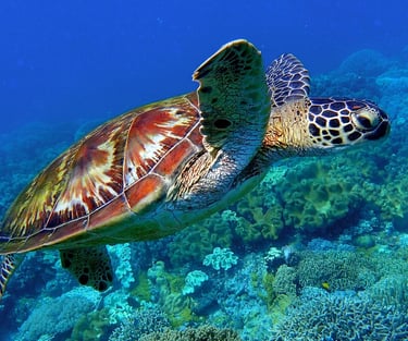 abu-dabab-marsa-alam-sea-turtle-diving