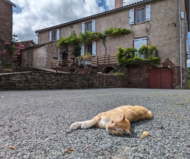 Un chat allongé dans une coure, avec la maison en arrière plan
