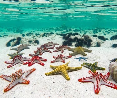 Colorful starfish resting on the sandy bottom of crystal-clear waters at Nakupenda Sandbank, Zanzibar, Tanzania