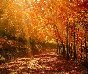 Kundalini, Mother Earth, Nature Kingdom, Kundalini Chakra Healing