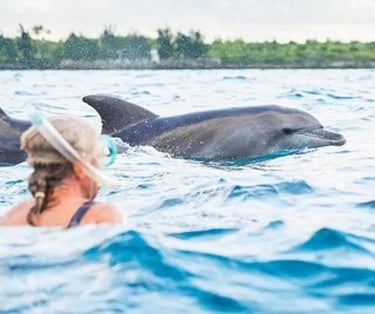 Guest snorkeling and swimming with dolphins during a Mnemba Island Zanzibar day tour