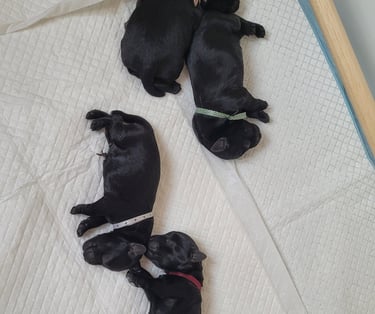 chiots Schnauzer qui viennent de naitre