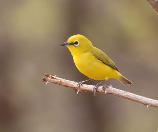 Yellow bird perched on a branch in a natural habitat in Gambia