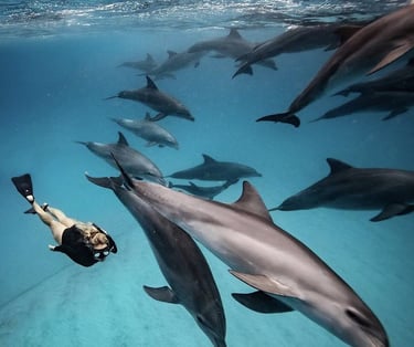 Tourist swimming underwater with a pod of dolphins during a Mnemba Island Zanzibar snorkeling tour