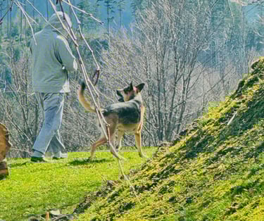 Mężczyzna w szarej bluzie z kapturem prowadzący owczarka niemieckiego po trawiastej ścieżce górskiej