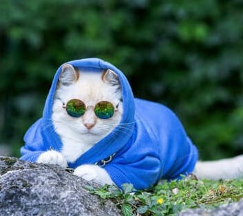 Un gato blanco y elegante, con una sudadera azul con capucha y gafas de sol, descansa sobre una roca