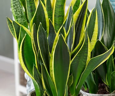  Snake Plant
