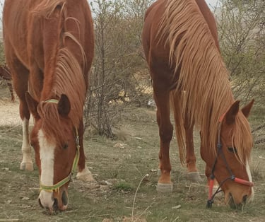 The horses are out of reins