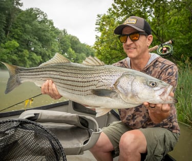 Striped Bass on the fly.  South Holston and Watauga River Fishing Report