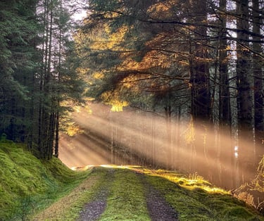 Woodland walks on our doorstep