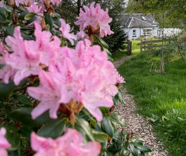 Stunning flowers in the garden