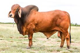 Top Class bull