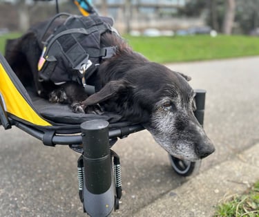 Senior dog riding in a dog stroller